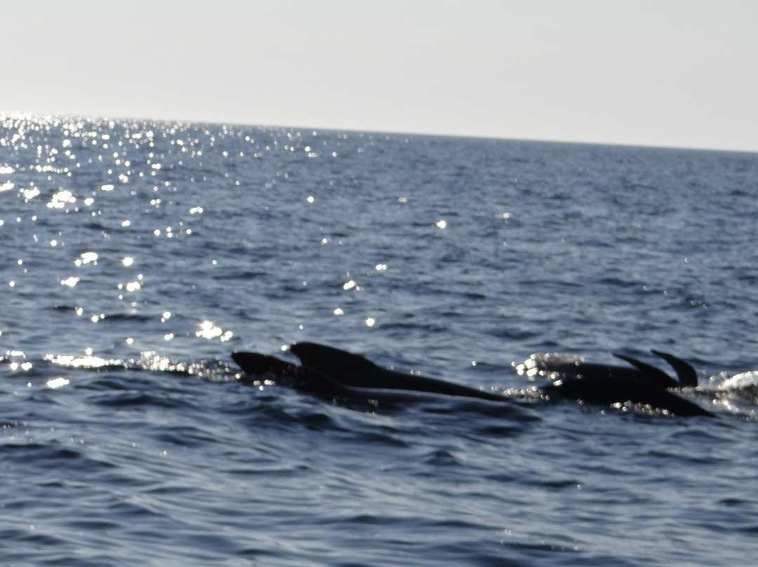 Whale Cruisers-Cheticamp必去景点