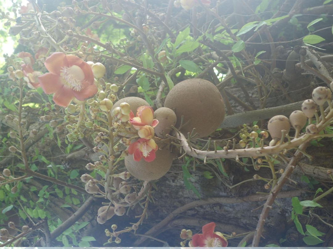 Tropical Agriculture Research Station-Mayaguez必去景点