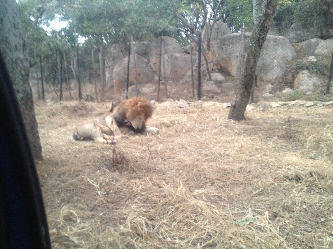 Lion and Cheetah Park景点图片