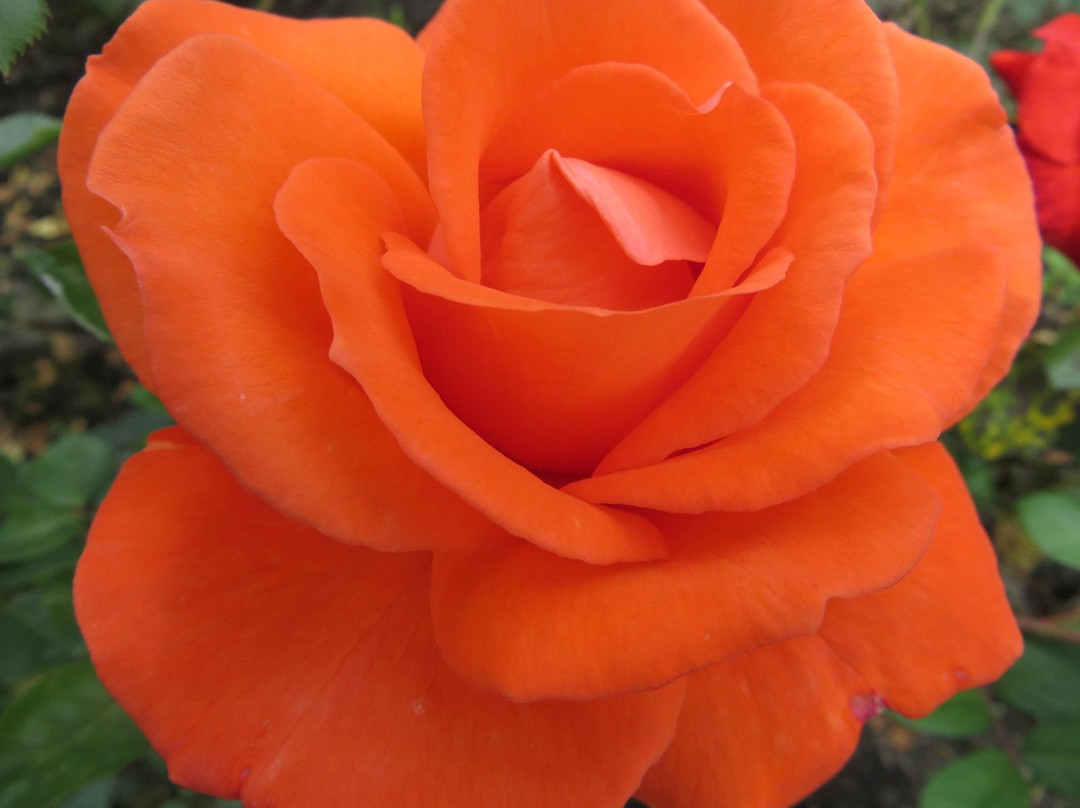 Jardin Botanico de Bogota Jose Celestino Mutis-波哥大必去景点