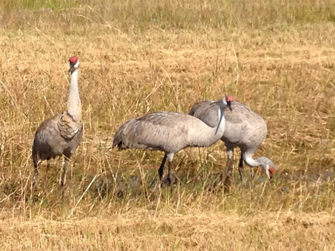 Savannas Recreation Area-匹尔斯堡必去景点