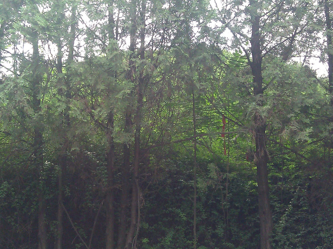 宝鸡炎帝陵景点图片