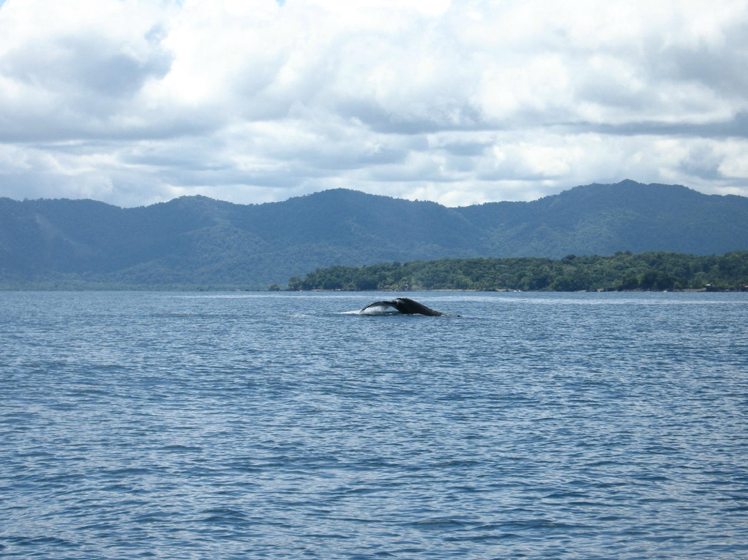 Nuquimar Hotel Whale Watching景点图片