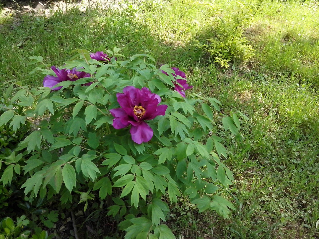Uzhgorod University Botanic Garden-乌日霍罗德必去景点