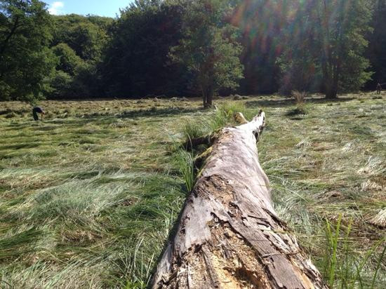 Moesgard Forrest-欧胡斯必去景点