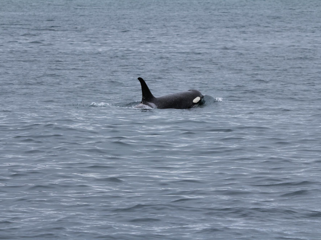 基奈峡湾巡航之旅-苏厄德必去景点