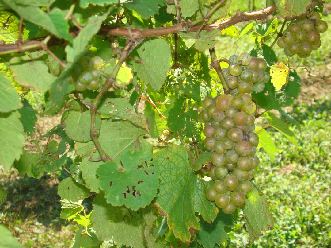 Lincoln Heritage Winery景点图片