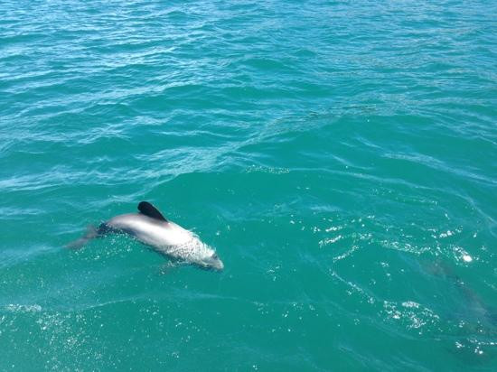 Black Cat Cruises-阿卡罗阿必去景点
