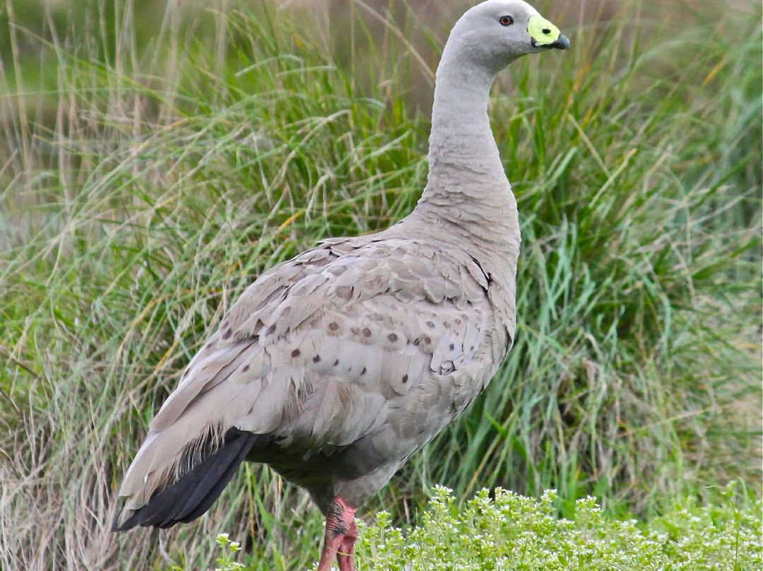 Fisher's Wetland-Newhaven必去景点