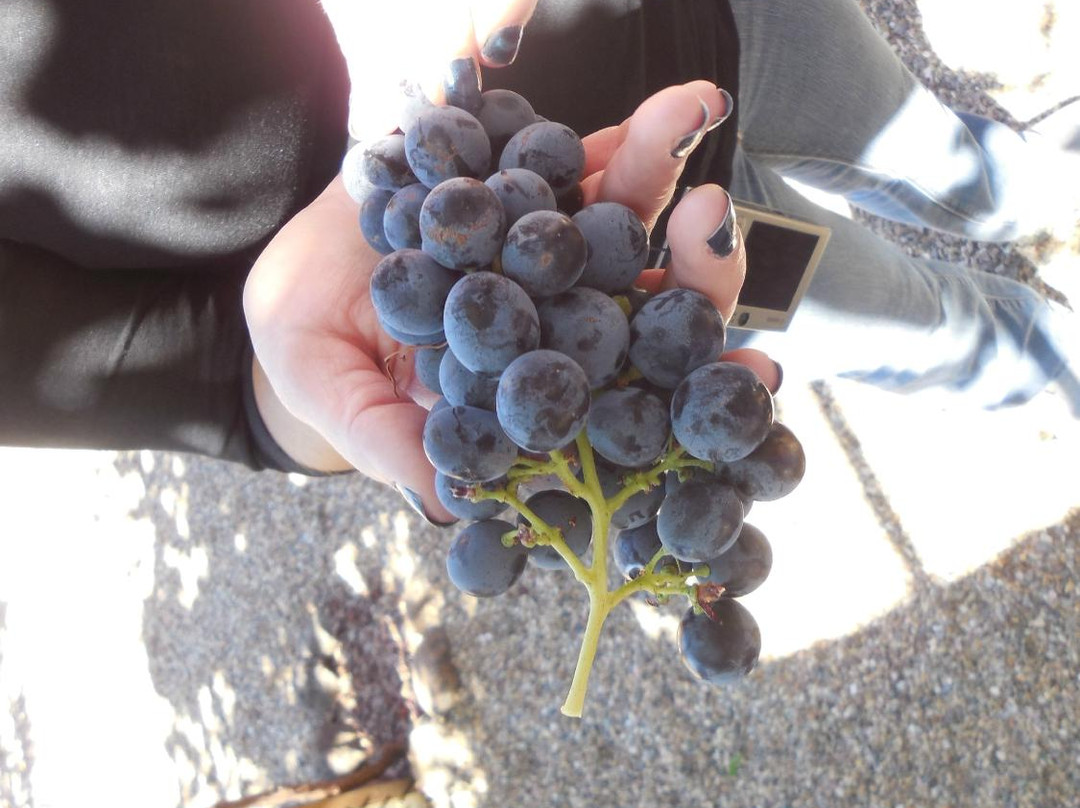 Paoletti Vineyards景点图片
