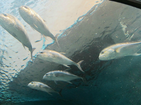 普吉水族馆-普吉岛必去景点