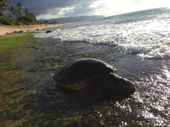 拉尼亚克雅海滩-哈雷瓦必去景点