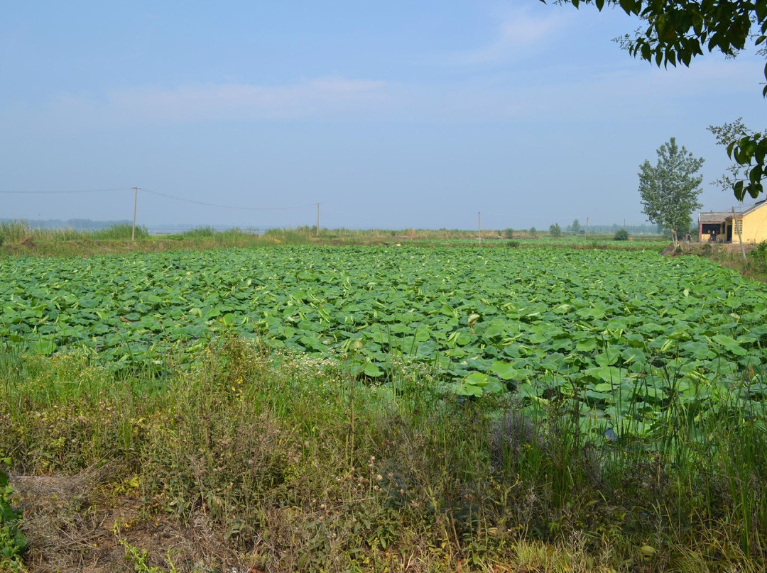 宝应湖-宝应县必去景点