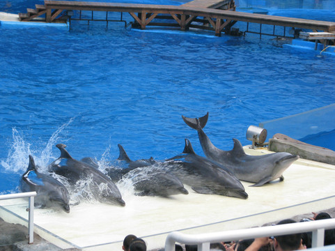 海昌极地海洋世界-天津市必去景点