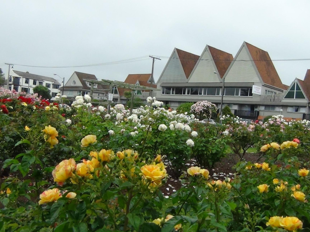 帕内尔玫瑰花园-奥克兰中心地区必去景点
