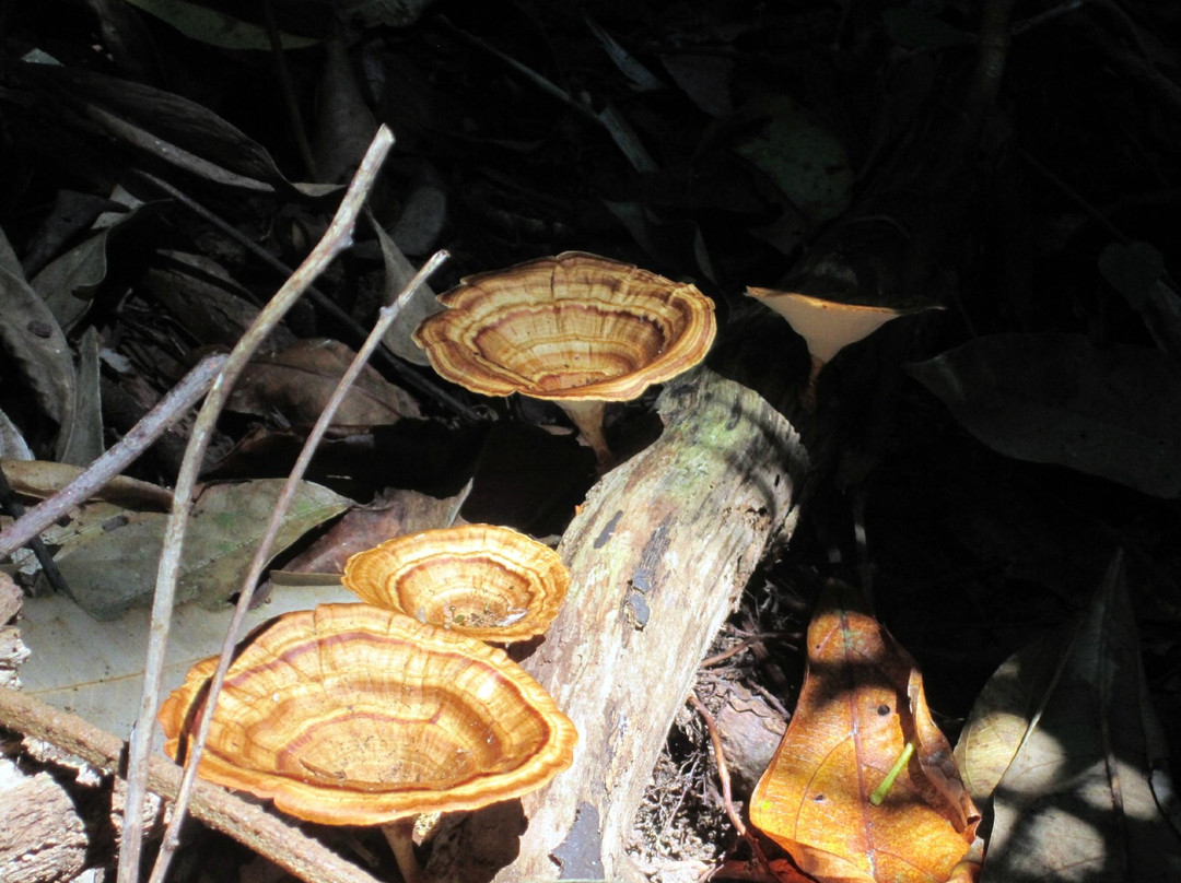 Mason's Tours-Cape Tribulation必去景点