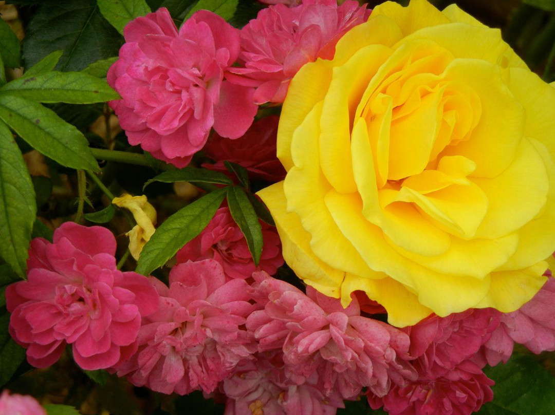 Smith Gilbert Gardens-肯纳索必去景点