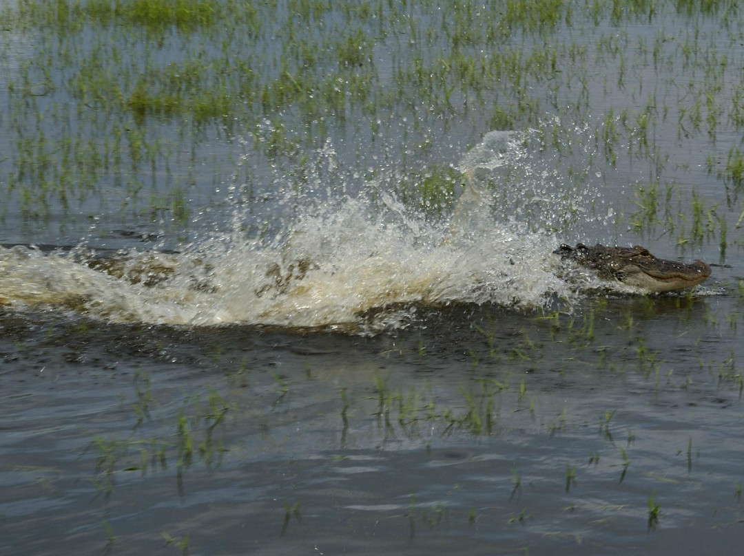Eric Hagen Airboat and Fishing Charters-奥兰多必去景点