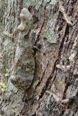 Bosque Santa Lucia-Santarem必去景点