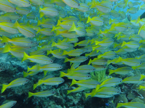 Sea Dog Diving-爱妮岛必去景点