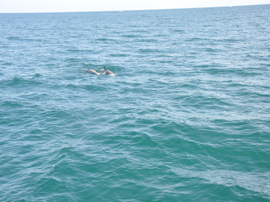 Tropical Sailing-劳德代尔堡必去景点