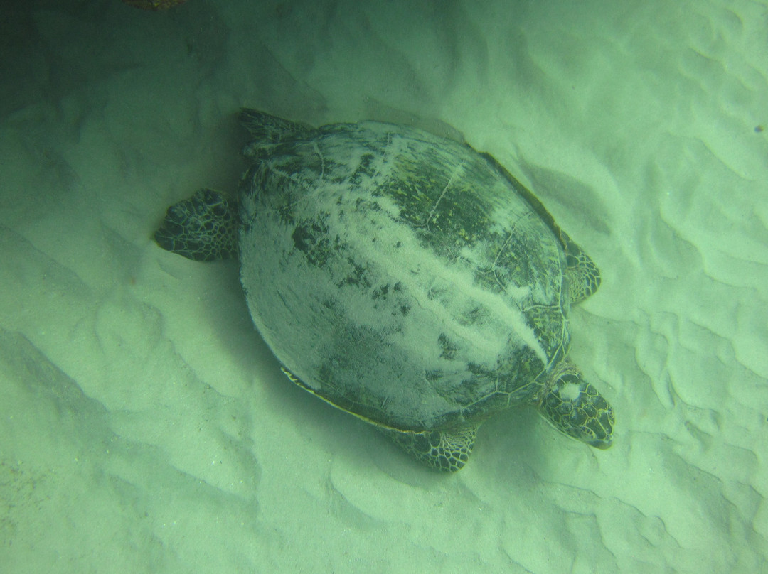 欧湖岛潜水之旅-火奴鲁鲁必去景点