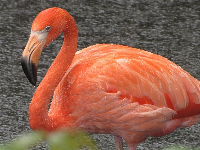 国家鸟类公园-匹兹堡必去景点