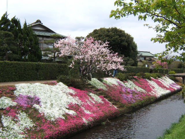 Moss Phlox of Shibuta Riverbank景点图片