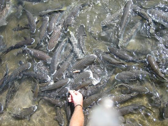 Aquascene Fish Feeding-达尔文市必去景点