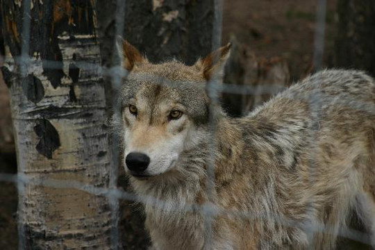 Colorado Wolf and Wildlife Center-Divide必去景点