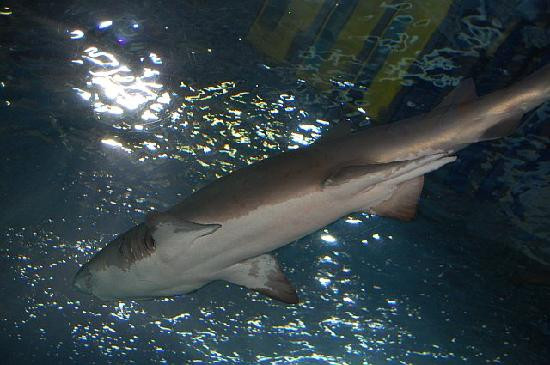 Newport Aquarium-Newport必去景点