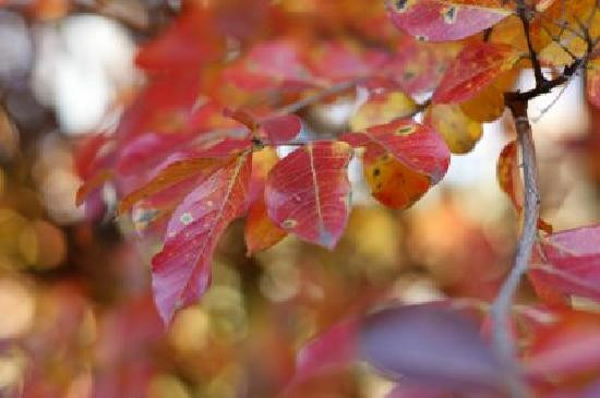 State Botanical Garden of Georgia-阿森斯必去景点