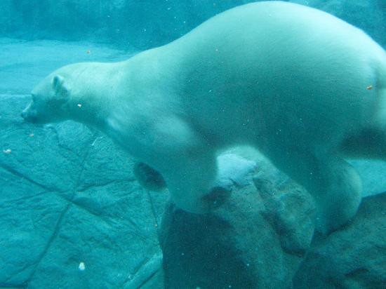Cochrane Polar Bear Habitat-Cochrane必去景点