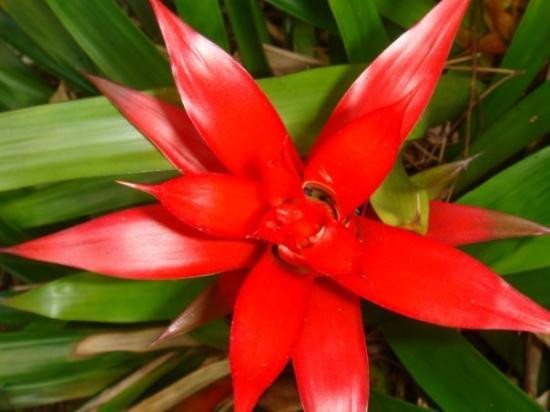 Gibraltar Botanic Gardens (The Alameda)-直布罗陀必去景点