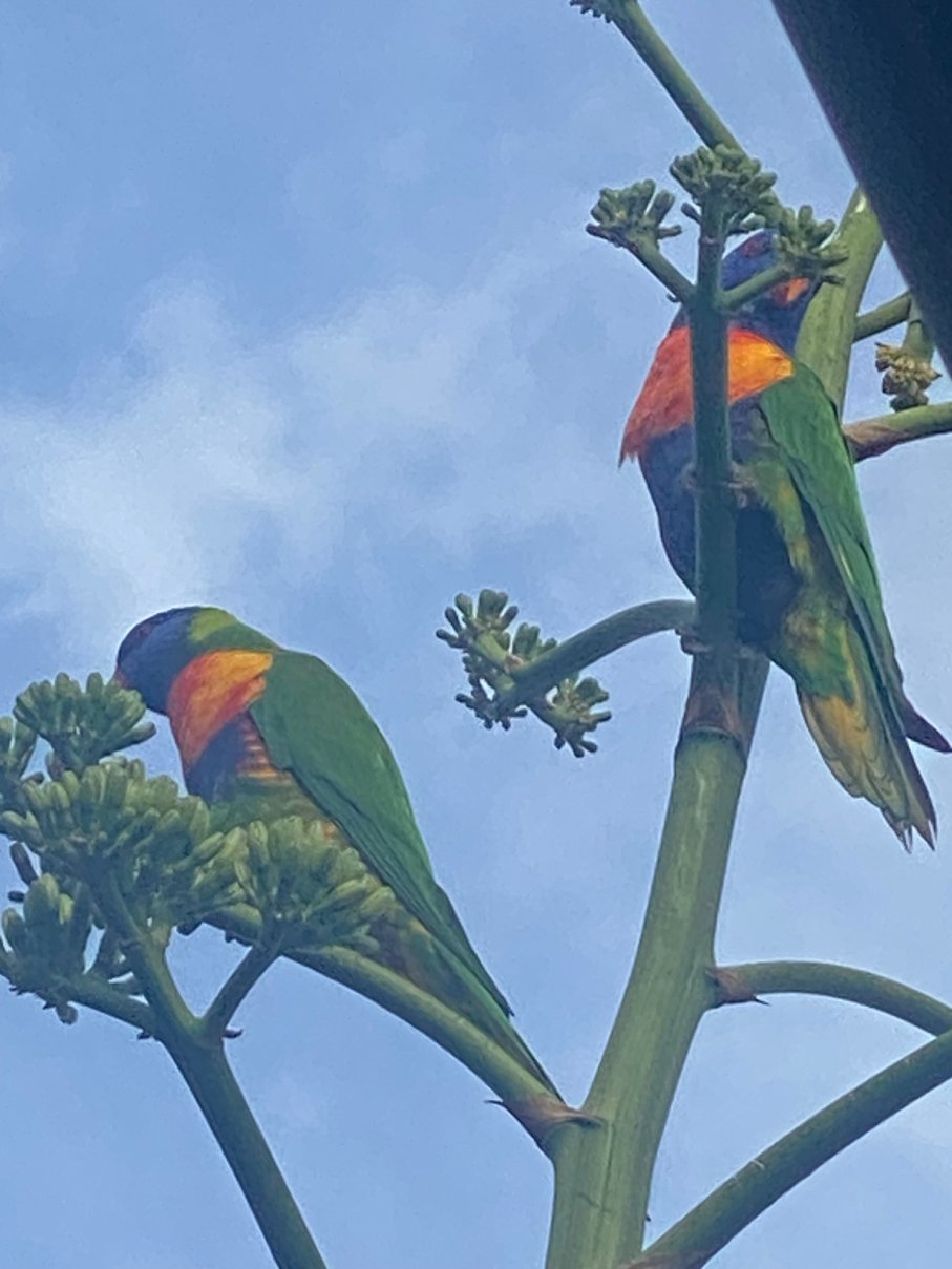 Port Denison Motor Inn-官方