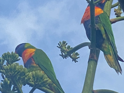 Port Denison Motor Inn主图