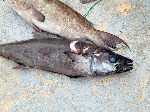 Williams Party Boats-盖维斯顿必去景点