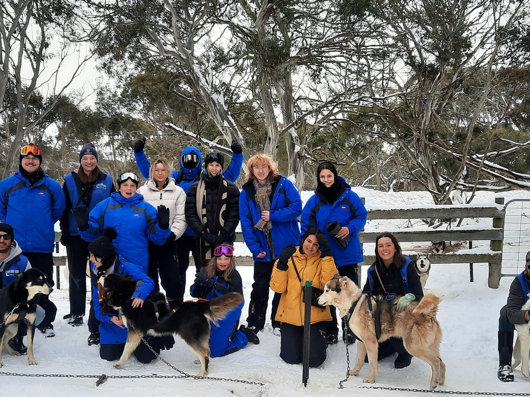 Howling Husky Sled Dog Tours-Mount Baw Baw必去景点