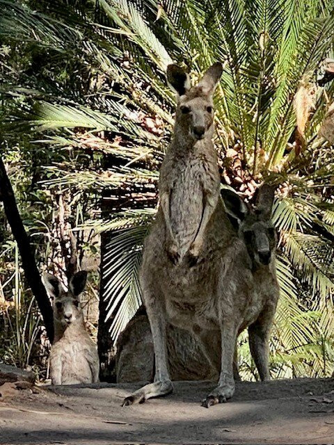 Central Queensland Nature Tours-罗尔斯顿必去景点