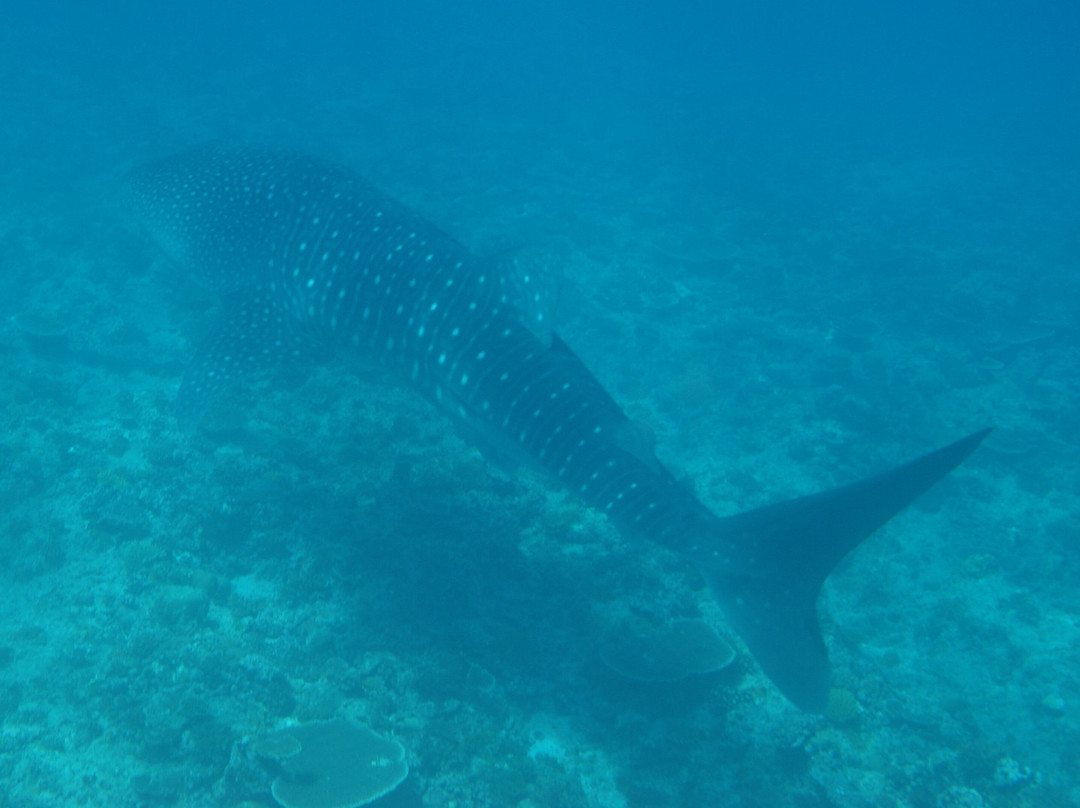 DiveOceanus景点图片