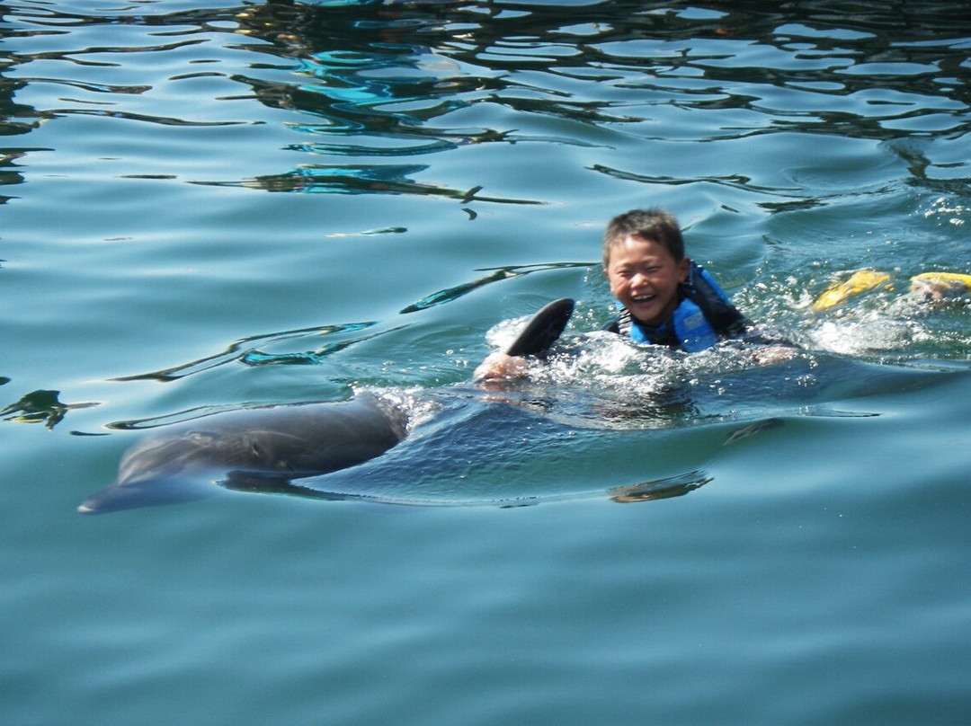 Shimanami Dolphin Farm-今治市必去景点