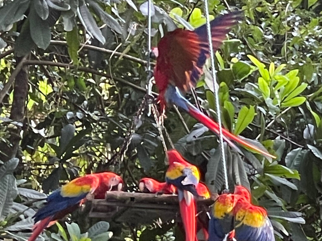 Macaw Recovery Network景点图片