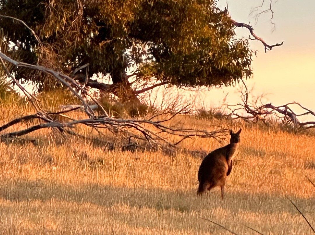 Kangaroo Island Bush Getaway Quad Bike (ATV) Tours景点图片