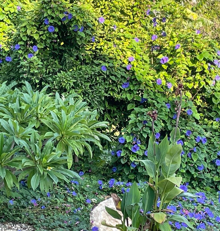 阿福罗狄蒂海滩酒店主图