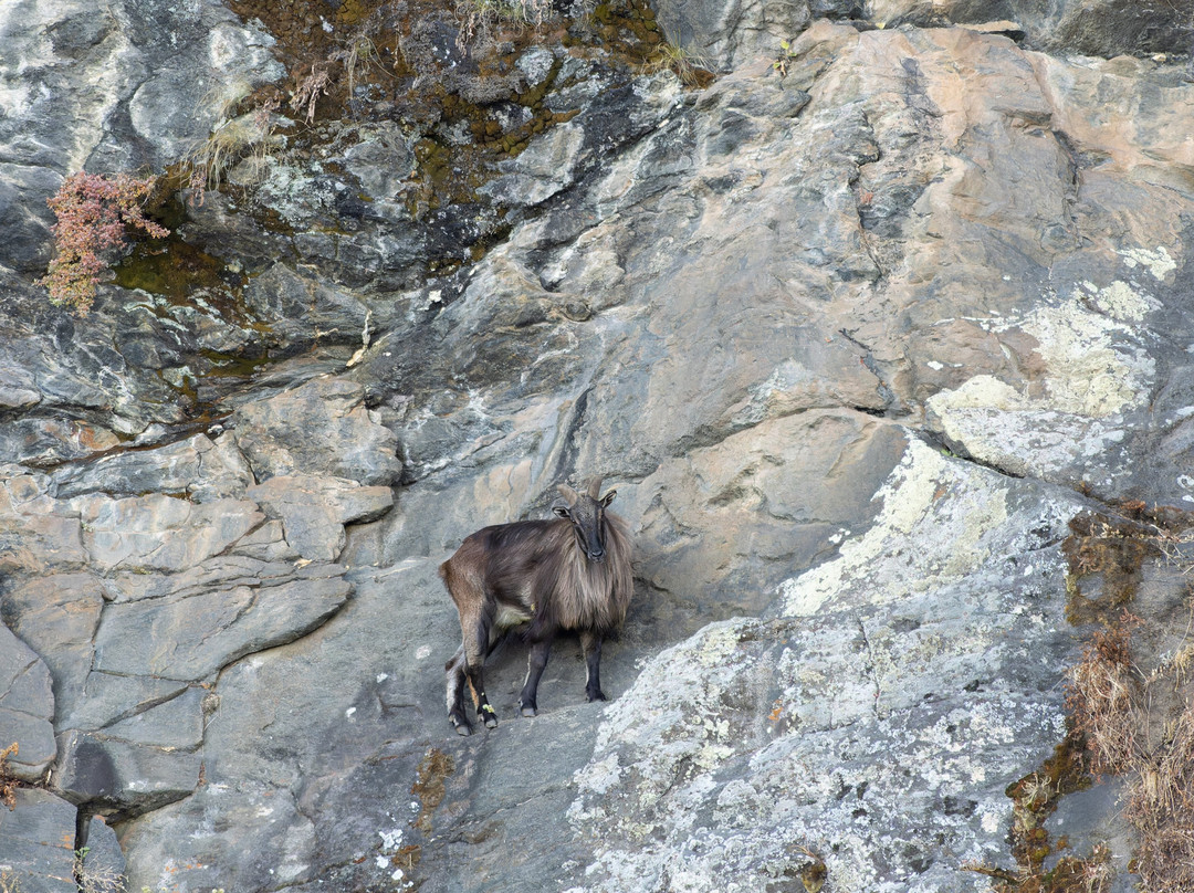 Himalaya Birding Guide景点图片