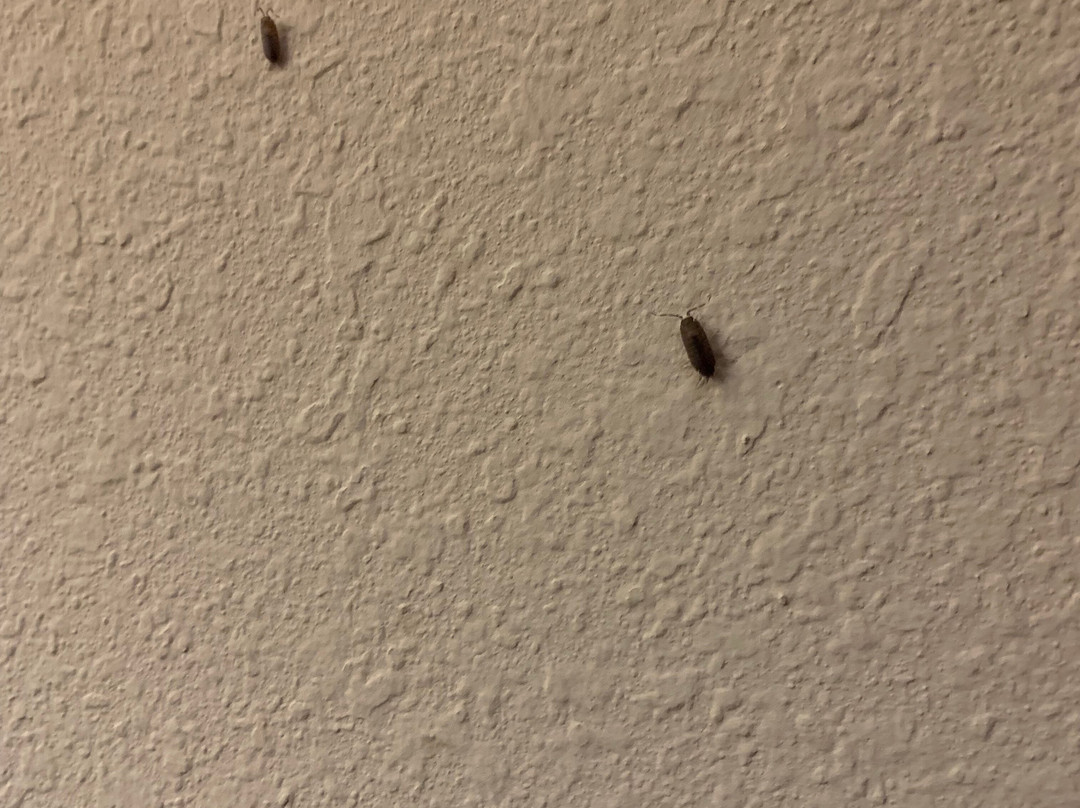 Hampton Inn Ottumwa主图