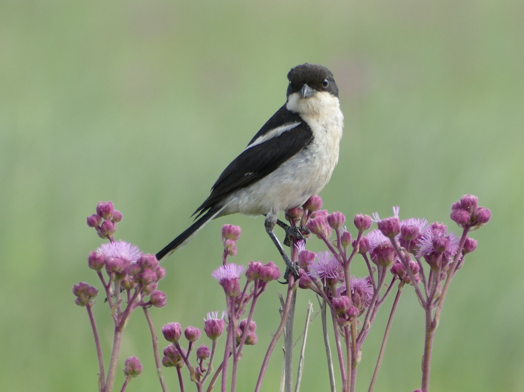 Rietvlei Nature Reserve-比勒陀利亚必去景点