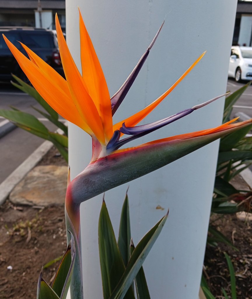 阿纳海姆斯坦福套房酒店-浴室