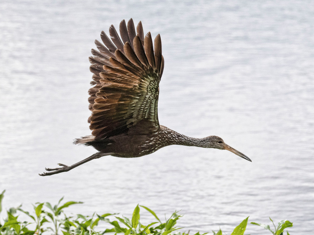 Orlando Wetlands-Christmas必去景点