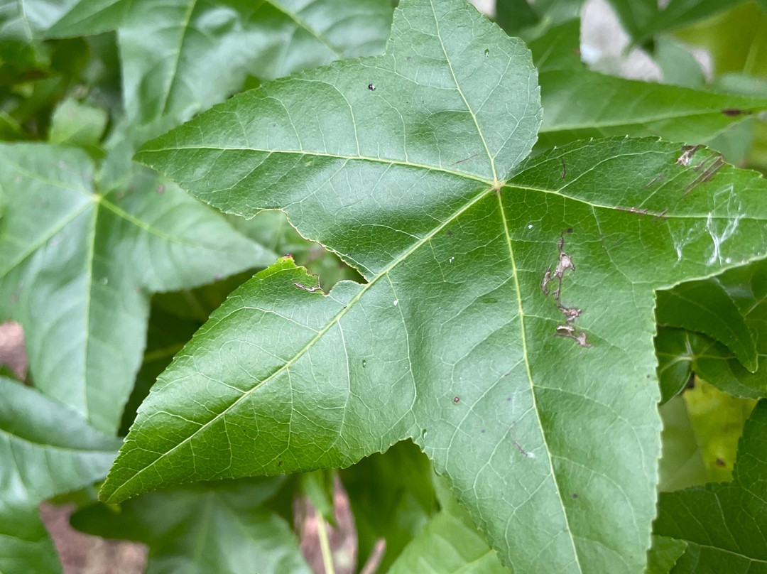 Doctors Creek Reserve-Jamieson必去景点